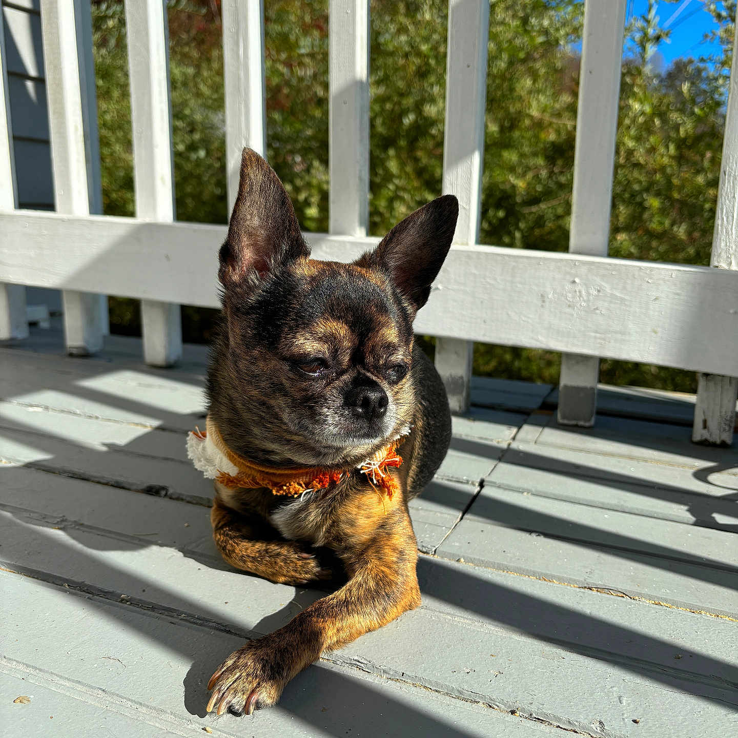 Oliver is registered to the contest to win money with this photo: animal, architecture, building, bulldog, canine, dog, fence, frenchbulldog, grass, handrail, hardwood, hound, house, housing, pet, picket, plant, porch, puppy, wood