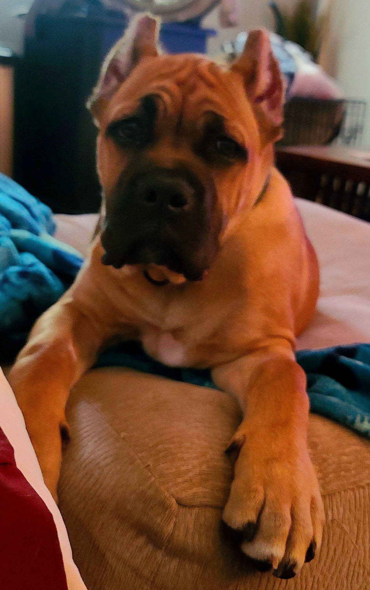 Blaze is registered to the contest to win money with this photo: bulldog, canidae, carnivore, comfort, companion_dog, dog, dog_breed, fawn, flooring, molosser, shar_pei, snout, sporting_group, tail, terrestrial_animal, whiskers, wood, working_animal, working_dog, wrinkle