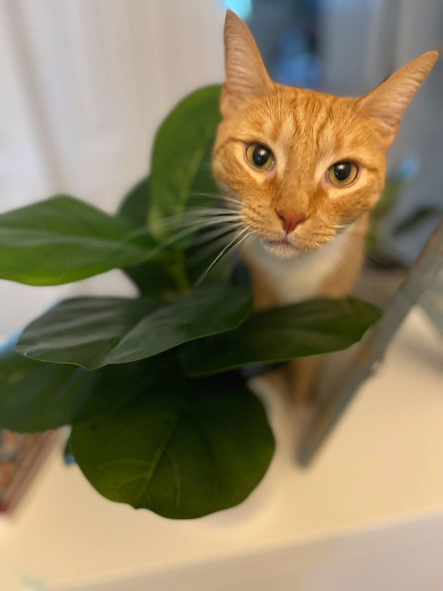 Churro is registered to the contest to win money with this photo: carnivore, cat, claw, curious, domestic_short_haired_cat, fawn, felidae, fur, herb, pet_supply, small_to_medium_sized_cats, snout, tail, terrestrial_animal, whiskers, wildlife