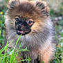 dog, puppy, pomeranian, fluffy, grass, outdoor, smiling, cute, animal, pet, nature, greenery, small, fur, face, muzzle, ears, eyes, happy, young