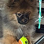dog, puppy, toy, tennis_ball, floor, indoor, furniture, fluffy, brown_fur, black_fur, small_dog, pet, cute, animal, resting, closeup, paw, playing, young_dog, companion
