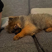 Balou participe au concours pour gagner de l'argent avec cette photo : dog, puppy, fluffy, sleeping, couch, gray, furniture, pet, relaxed, indoors, resting, fur, canine, cozy, home, laying, cute, animal, companion, domestic