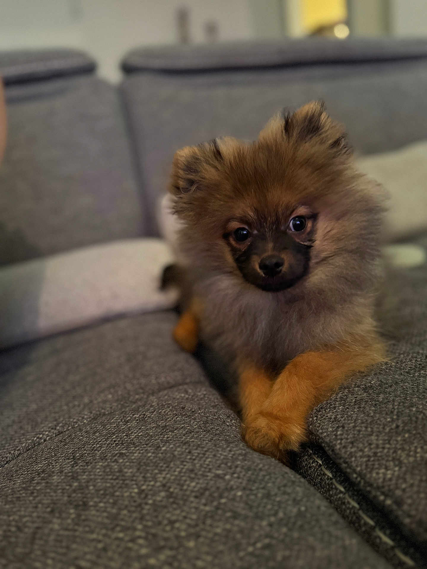 Balou