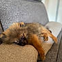 puppy, dog, sleeping, couch, furniture, brown_fur, cozy, indoor, pet, resting, cute, nap, relaxing, small_dog, fluffy, paw, home, soft, animal, domestic