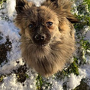 Uno participe au concours pour gagner de l'argent avec cette photo : dog, fluffy, snow, outdoor, grass, pet, animal, winter, cute, fur, canine, nature, daylight, closeup, looking_up, adorable, portrait, friendly, small_dog, sunlight