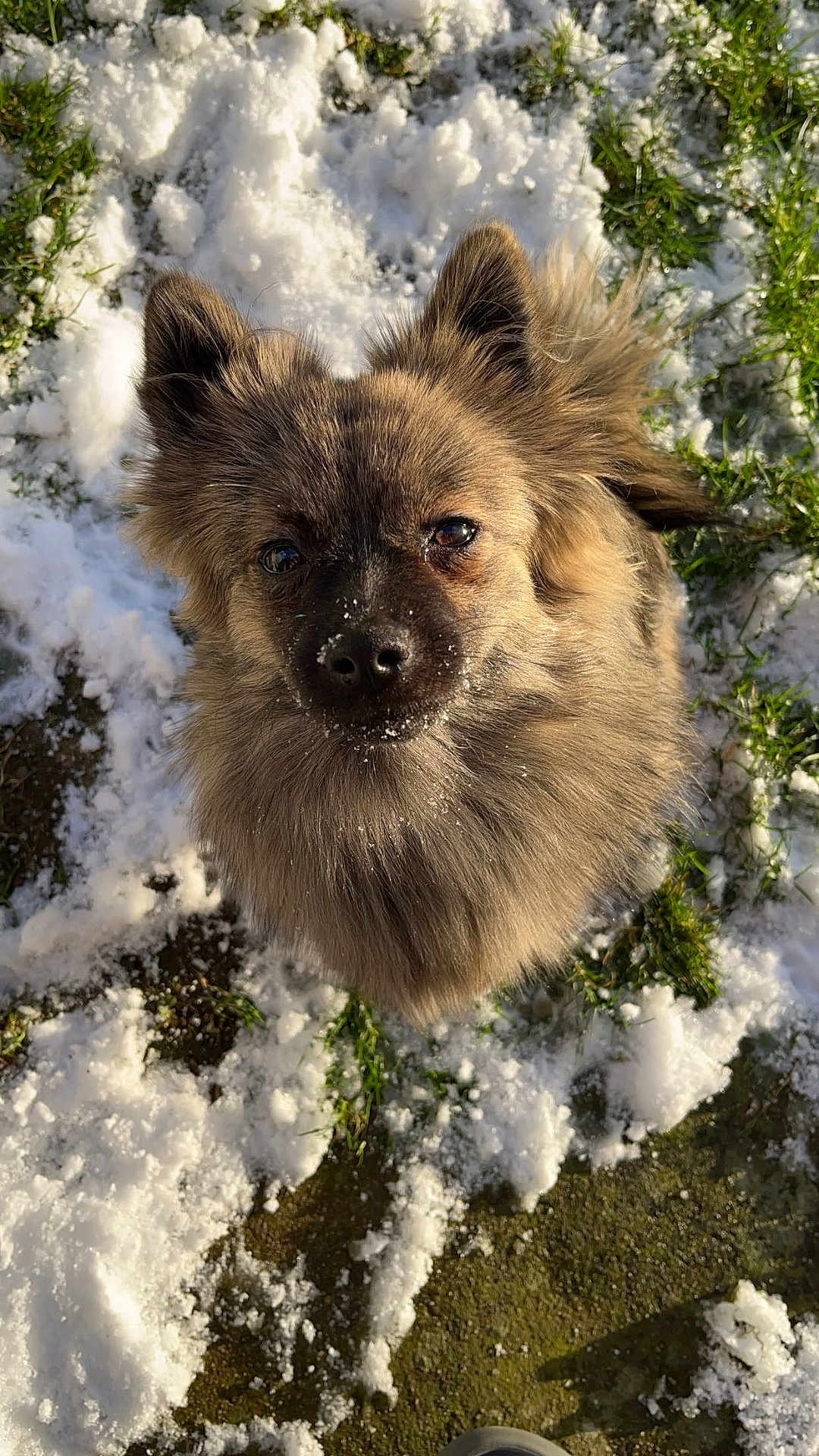 Uno participe au concours pour gagner de l'argent avec cette photo : dog, fluffy, snow, outdoor, grass, pet, animal, winter, cute, fur, canine, nature, daylight, closeup, looking_up, adorable, portrait, friendly, small_dog, sunlight