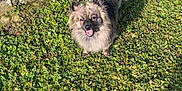 Uno participe au concours pour gagner de l'argent avec cette photo : dog, grass, fence, sunlight, shadow, toy, pet, outdoor, happy, small_dog, fluffy, greenery, playful, nature, yard, animal, chew_toy, daylight, canine, tongue_out