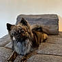 Uno a rejoint le concours — aidez-le/la à gagner de superbes lots ! dog, pet, sofa, indoor, fur, animal, canine, resting, portrait, cute, furry, looking, head_tilt, home, cozy, brown, black, gray, ears, snout