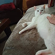 Cajun is registered to the contest to win money with this photo: animal, brown_chair, cat, comfort, couch, cozy, domestic, fur, furniture, hand, home, indoor, living_room, paws, pet, relaxed, resting, textured_couch, white_cat, wooden_cabinets