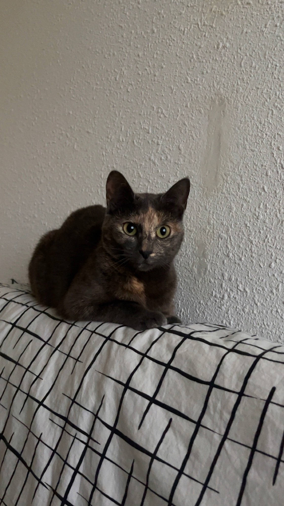 Abby a rejoint le concours — aidez-le/la à gagner de superbes lots ! carnivore, cat, comfort, domestic_short_haired_cat, fawn, felidae, fur, grey, pattern, pet_supply, small_to_medium_sized_cats, snout, tail, terrestrial_animal, whiskers