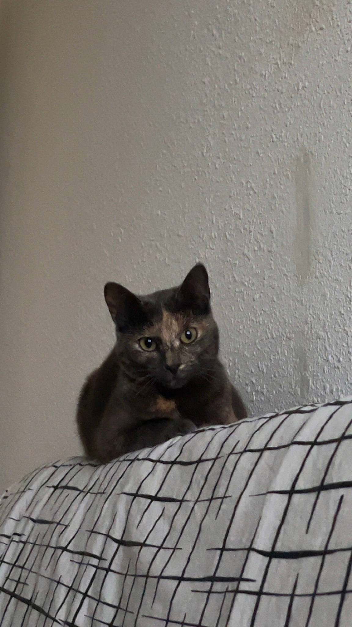 Abby a rejoint le concours — aidez-le/la à gagner de superbes lots ! black_cat, carnivore, cat, domestic_short_haired_cat, felidae, flooring, fur, grey, small_to_medium_sized_cats, snout, tail, terrestrial_animal, whiskers, window, wood