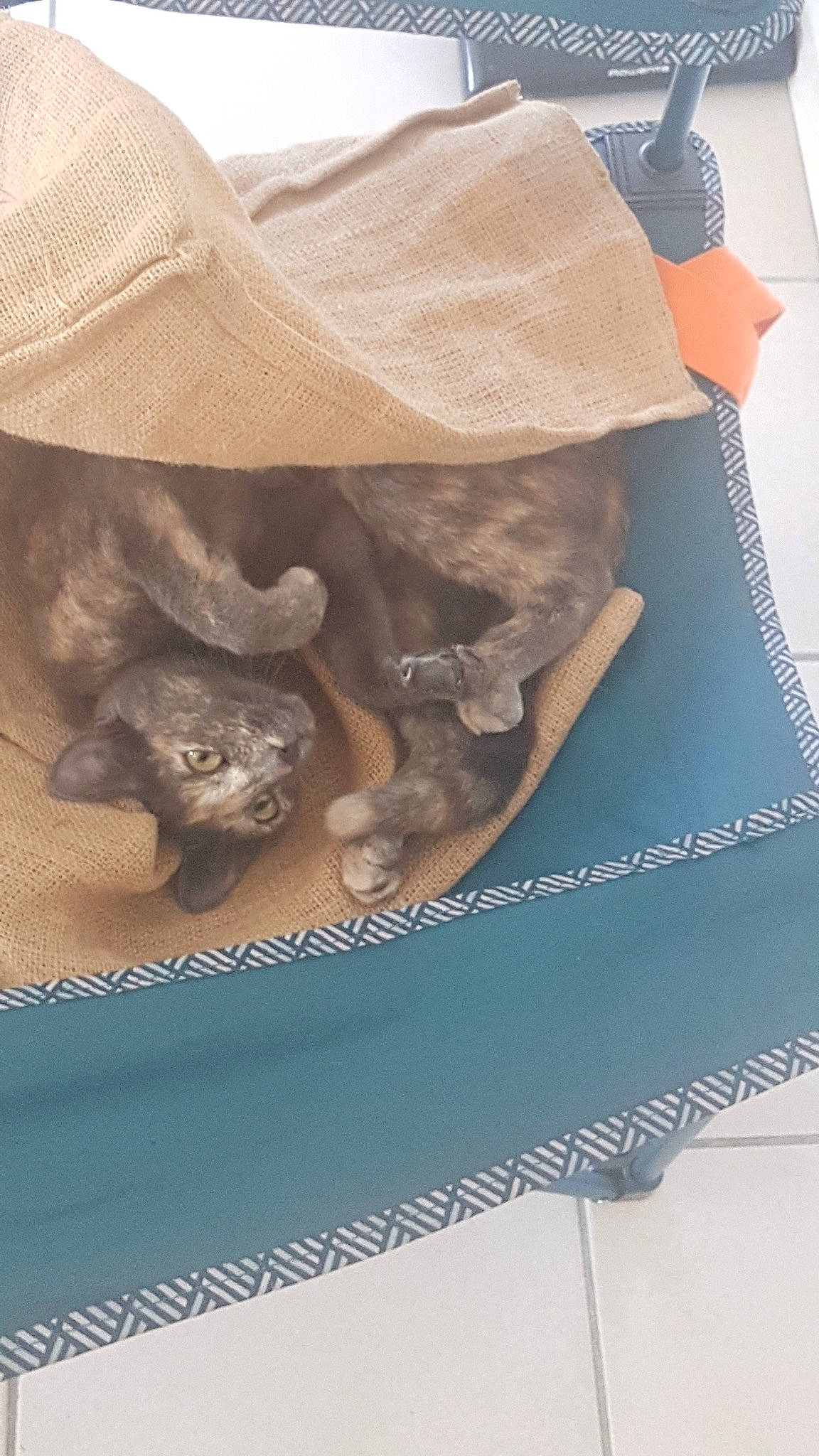 Abby a rejoint le concours — aidez-le/la à gagner de superbes lots ! bag, beige, canidae, carnivore, cat, comfort, domestic_short_haired_cat, fawn, felidae, fur, grey, linens, luggage_and_bags, rectangle, sleeve, small_to_medium_sized_cats, t_shirt, tail, whiskers, working_animal