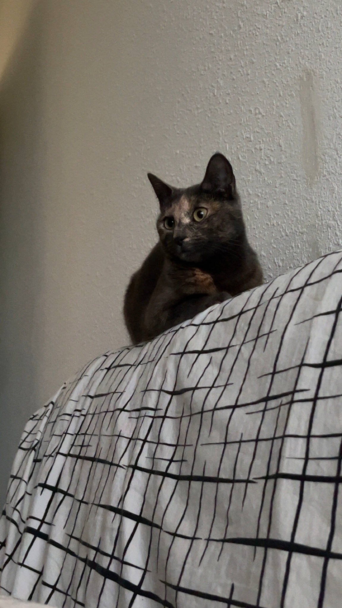 Abby participe au concours pour gagner de l'argent avec cette photo : black_cat, bombay, carnivore, cat, comfort, domestic_short_haired_cat, felidae, flooring, fur, grey, linens, mesh, monochrome_photography, pattern, pet_supply, small_to_medium_sized_cats, snout, tail, terrestrial_animal, whiskers