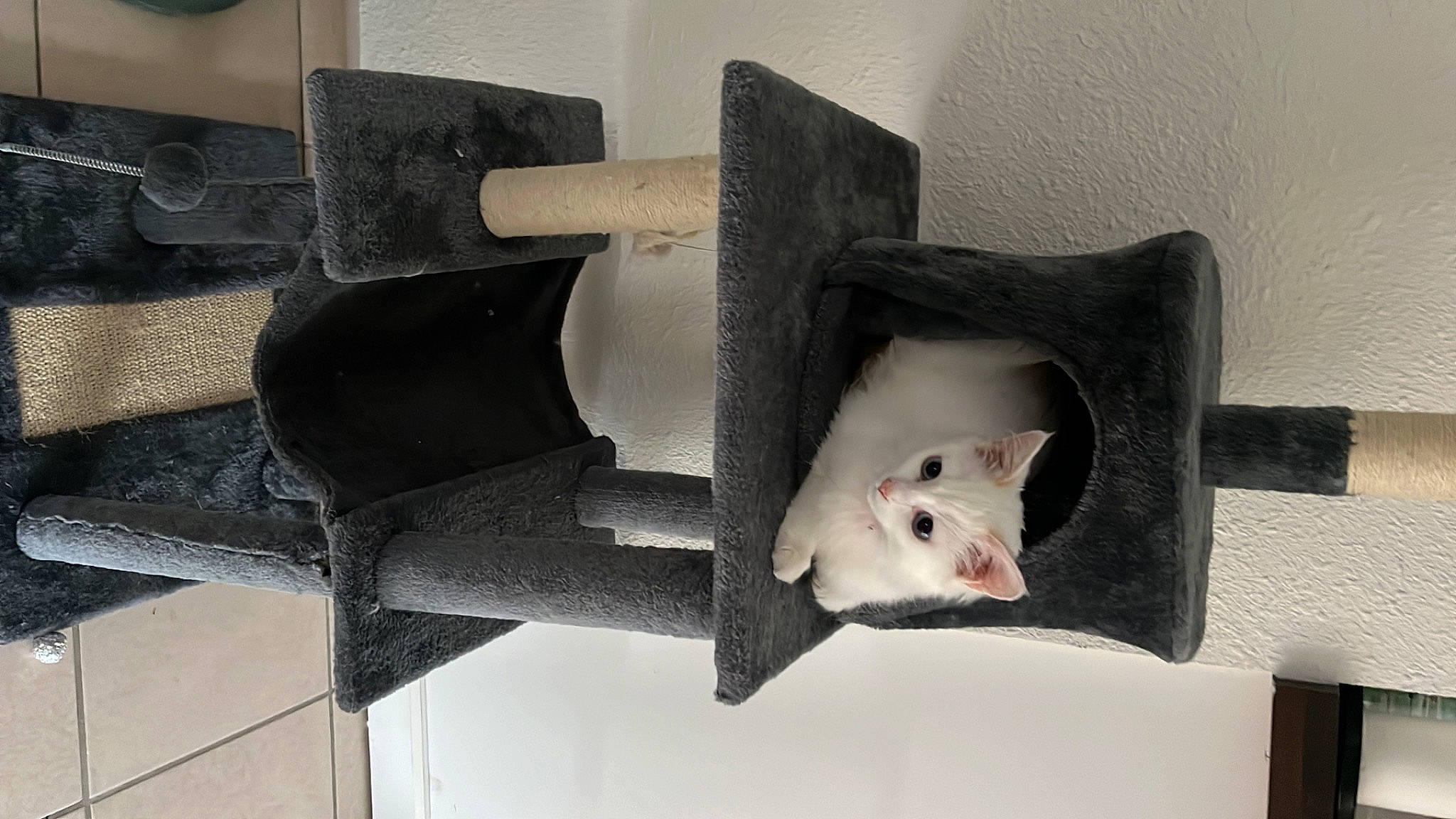 Nala participe au concours pour gagner de l'argent avec cette photo : canidae, carnivore, companion_dog, couch, dog_breed, felidae, fur, gas, metal, muroidea, mustelidae, pet_supply, room, small_to_medium_sized_cats, snout, stairs, tail, terrestrial_animal, whiskers, wood