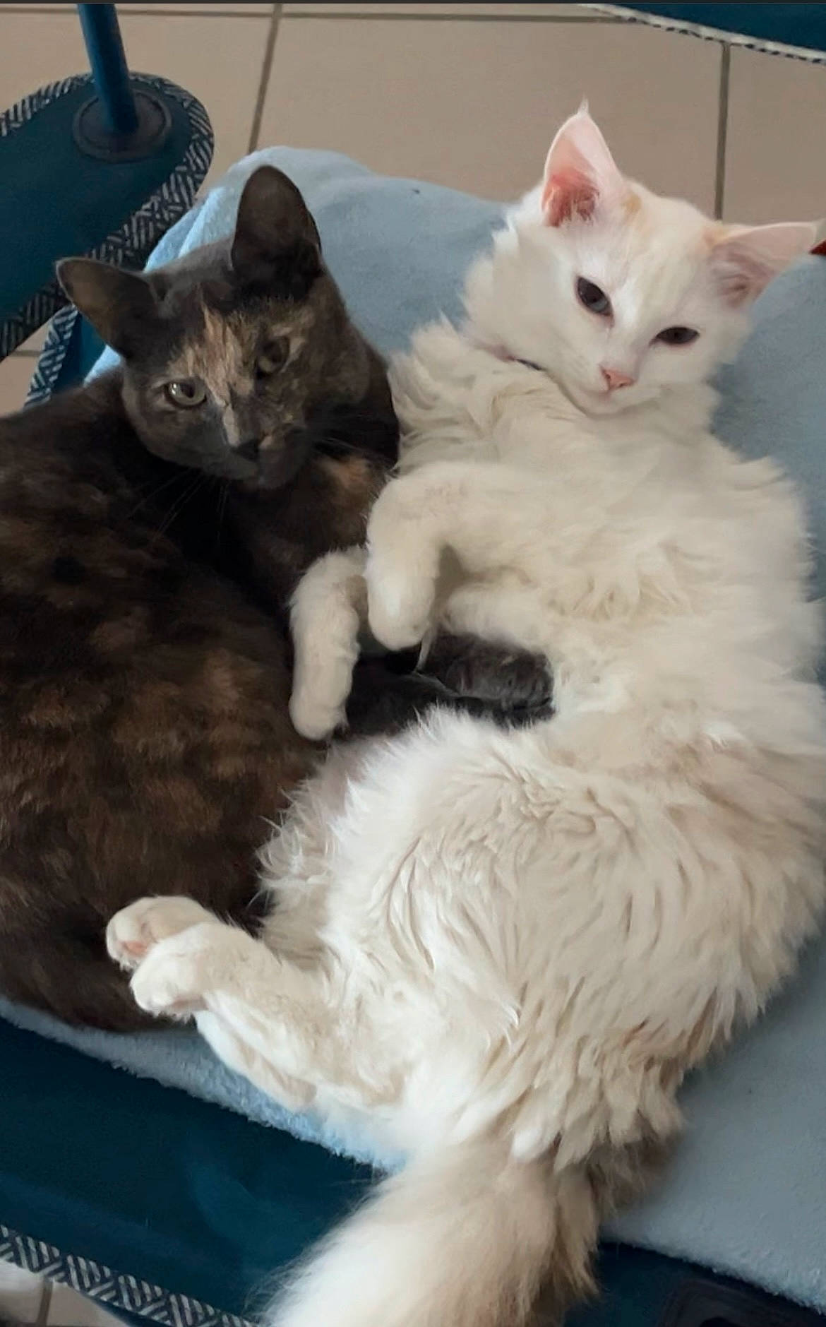 Nala a rejoint le concours — aidez-le/la à gagner de superbes lots ! carnivore, cat, cat_bed, claw, comfort, domestic_short_haired_cat, felidae, fur, paw, small_to_medium_sized_cats, tail, whiskers