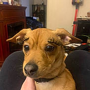 Sonny is registered to the contest to win money with this photo: dog, puppy, eyelashes, pet, indoor, hand, furniture, brown, cute, animal, face, expression, ears, collar, person, holding, nail_polish, home, closeup, looking