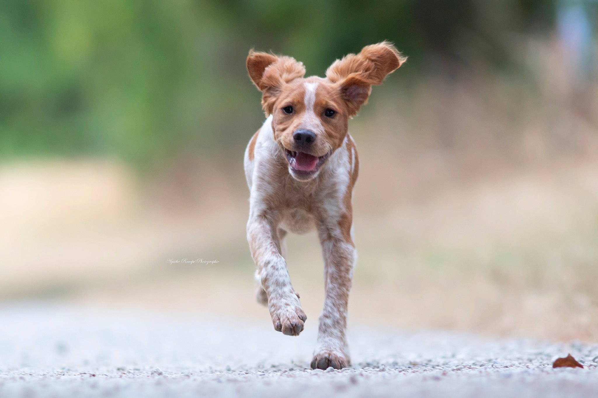 Phoenix participe au concours pour gagner de l'argent avec cette photo : brittany, canidae, carnivore, companion_dog, dog, dog_breed, hunting_dog, jumping, kromfohrlander, mammal, pointer, puppy, sporting_group, vertebrate