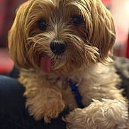 Gus is registered to the contest to win money with this photo: dog, pet, fluffy, tongue_out, close_up, fur, canine, cute, animal, portrait, indoor, blurred_background, friendly, domestic_animal, mammal, companion, cute_pet, furry, looking_at_camera, relaxed