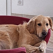 Ollya participe au concours pour gagner de l'argent avec cette photo : animal, black_nose, chair, dog, electrical_outlet, floppy_ears, funny_pose, fur, golden_fur, golden_retriever, home, indoors, lying_down, paw, pet, pink_chair, relaxed, sitting, tile_floor, wall