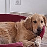animal, black_nose, chair, dog, electrical_outlet, floppy_ears, funny_pose, fur, golden_fur, golden_retriever, home, indoors, lying_down, paw, pet, pink_chair, relaxed, sitting, tile_floor, wall