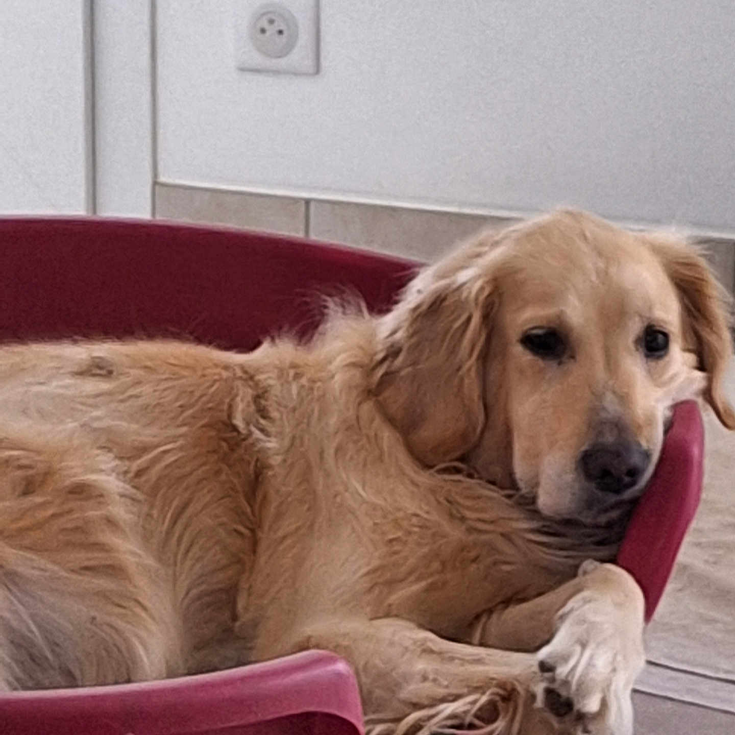 Ollya participe au concours pour gagner de l'argent avec cette photo : animal, black_nose, chair, dog, electrical_outlet, floppy_ears, funny_pose, fur, golden_fur, golden_retriever, home, indoors, lying_down, paw, pet, pink_chair, relaxed, sitting, tile_floor, wall