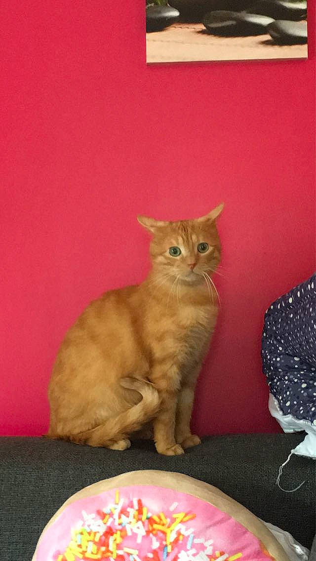 Robin participe au concours pour gagner de l'argent avec cette photo : carnivore, cat, cat_supply, cat_toy, domestic_short_haired_cat, fawn, felidae, flooring, fur, paw, peach, pet_supply, pink, small_to_medium_sized_cats, snout, tail, whiskers