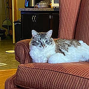 Boo is registered to the contest to win money with this photo: cat, furniture, armchair, striped, indoor, pet, fluffy, relaxed, kitchen, appliance, broom, countertop, home, cozy, domestic, mammal, animal, fur, resting, living_room