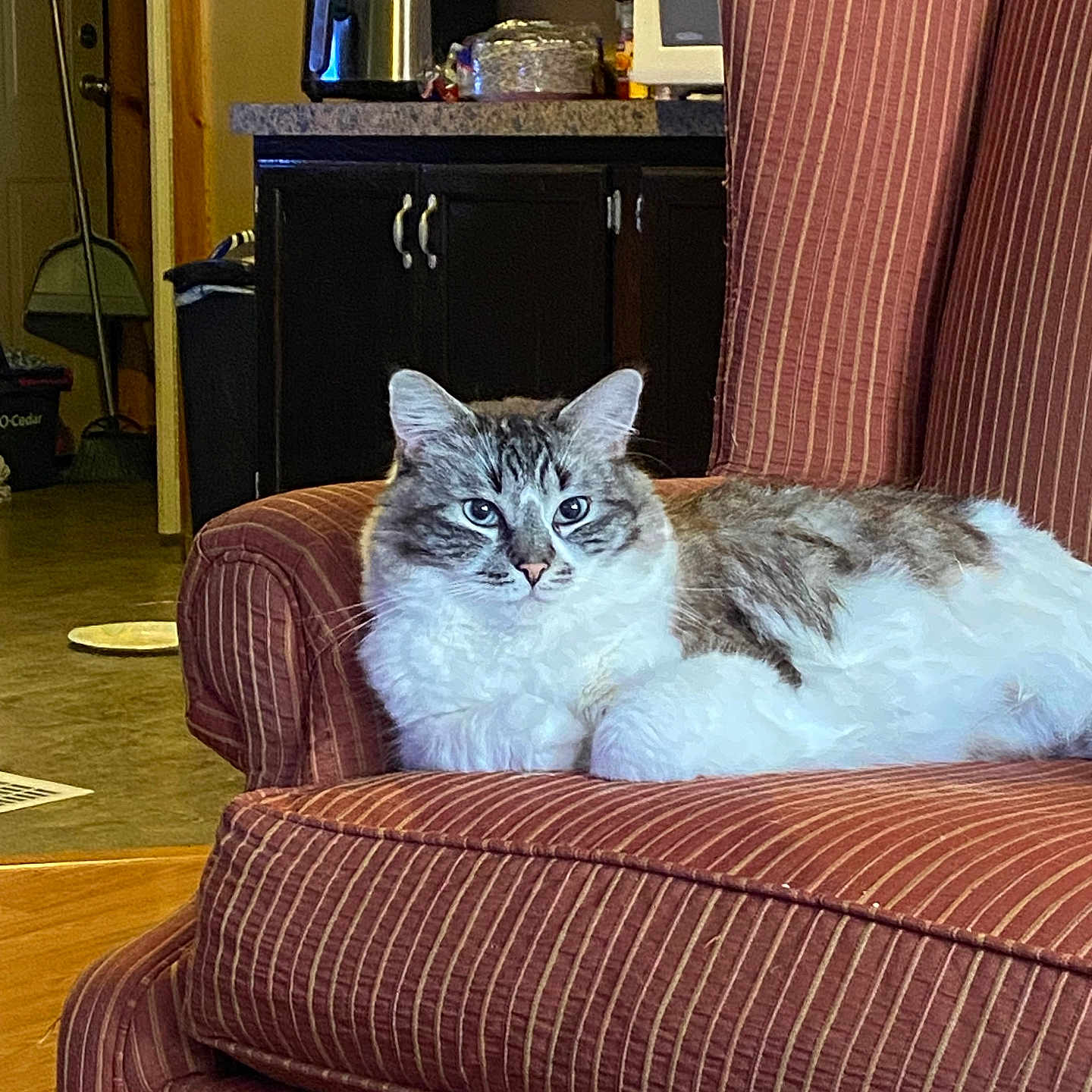 Boo is registered to the contest to win money with this photo: cat, furniture, armchair, striped, indoor, pet, fluffy, relaxed, kitchen, appliance, broom, countertop, home, cozy, domestic, mammal, animal, fur, resting, living_room