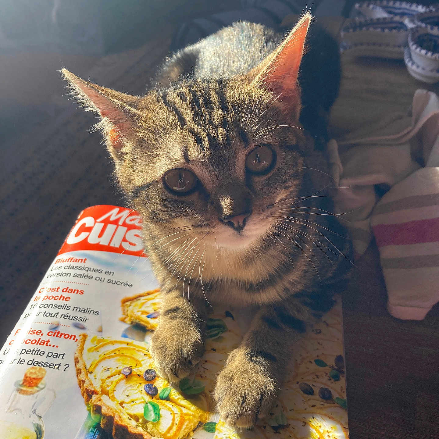Câline a rejoint le concours — aidez-le/la à gagner de superbes lots ! animal, cat, closeup, cooking, cozy, curious, fabric, food, fur, home, indoor, magazine, paws, pet, relaxed, slippers, sunlight, tabby, table, whiskers