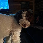 Max is registered to the contest to win money with this photo: dog, curly_fur, indoor, living_room, wooden_wall, couch, television, dim_light, pet, animal, fur, brown, white, cozy, domestic, canine, mammal, home, companion, curly