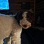 dog, curly_fur, indoor, living_room, wooden_wall, couch, television, dim_light, pet, animal, fur, brown, white, cozy, domestic, canine, mammal, home, companion, curly