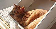 Bloom participe au concours pour gagner de l'argent avec cette photo : cat, ginger_cat, feline, pet, animal, sleeping, resting, sitting, box, wooden_box, indoors, sunlight, window, curtain, furniture, gold_frame, packaging, orange_fur, relaxed, portrait