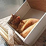 cat, ginger_cat, feline, pet, animal, sleeping, resting, sitting, box, wooden_box, indoors, sunlight, window, curtain, furniture, gold_frame, packaging, orange_fur, relaxed, portrait