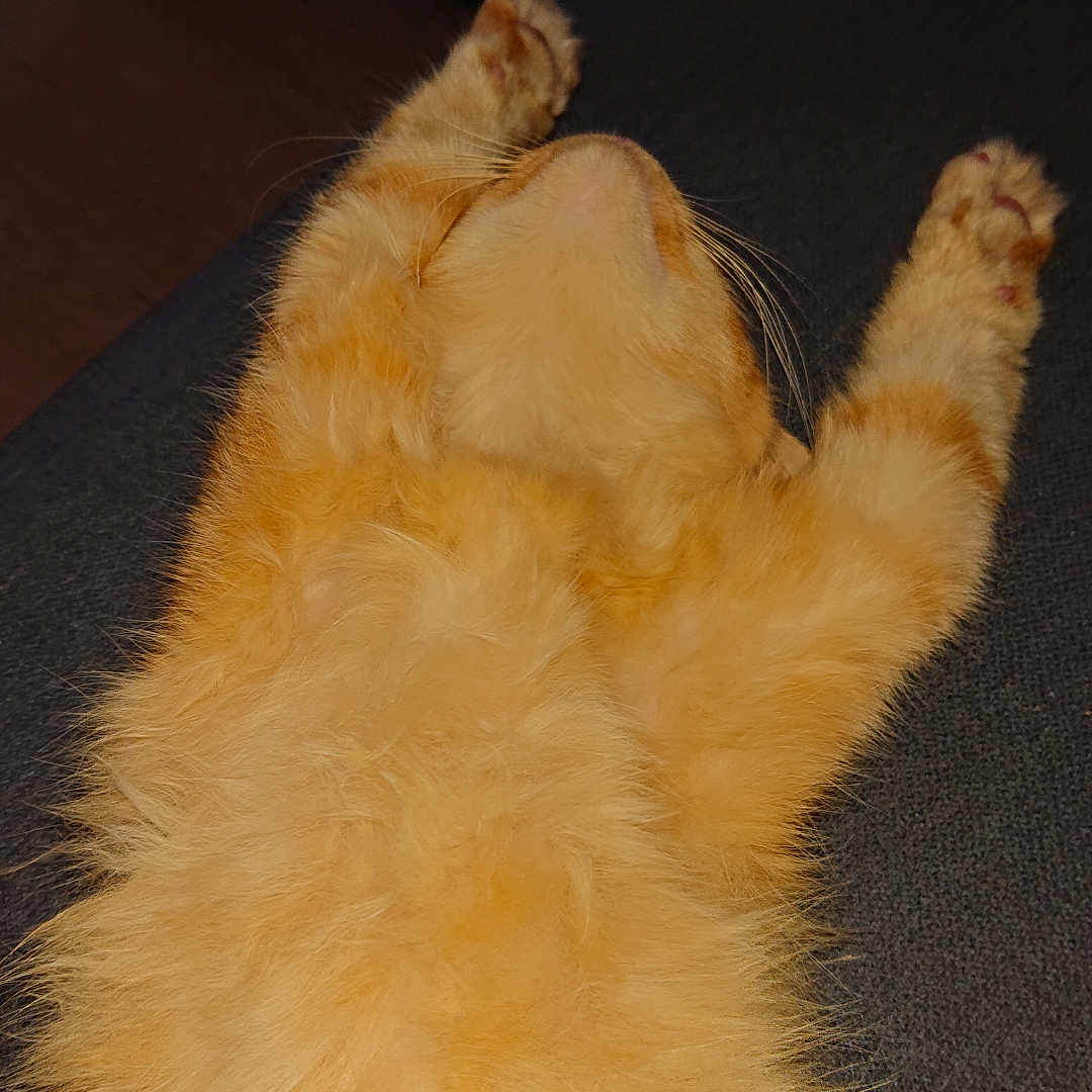 Bloom participe au concours pour gagner de l'argent avec cette photo : cat, orange_cat, fluffy, fur, belly_up, sleeping, relaxed, paws, whiskers, indoors, couch, portrait, close_up, pet, animal, cute, playful, resting, upside_down, cozy