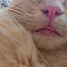 Bloom participe au concours pour gagner de l'argent avec cette photo : cat, orange_cat, fluffy, furry, close_up, animal, pet, pink_nose, whiskers, muzzle, mouth, face, fur, ginger, sleepy, unimpressed, portrait, indoor, letterboxing, cute