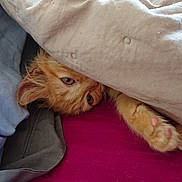 Bloom participe au concours pour gagner de l'argent avec cette photo : cat, orange_cat, fluffy, sleeping, peeking, blanket, bed, paw, whiskers, eyes, fur, indoor, cozy, cuddly, relaxed, pet, portrait, bedroom, magenta, playful