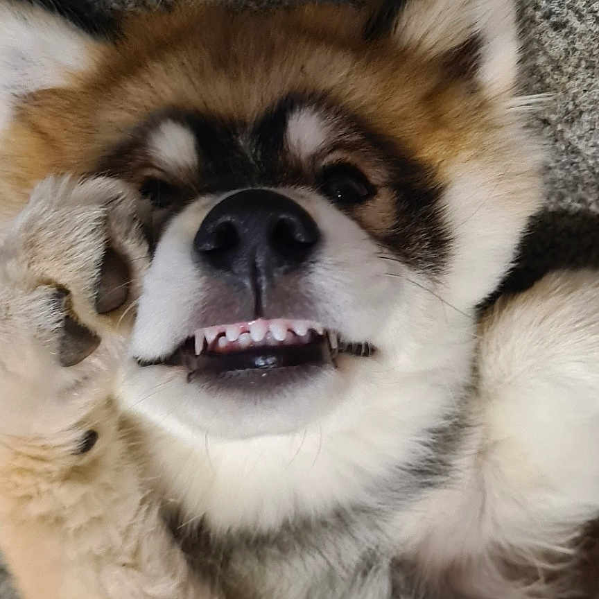 Olaf participe au concours pour gagner de l'argent avec cette photo : animal, bodypart, canine, cockerspaniel, collie, dog, eskimodog, face, head, hound, husky, mouth, papillon, person, pet, photography, portrait, puppy, snout, teeth