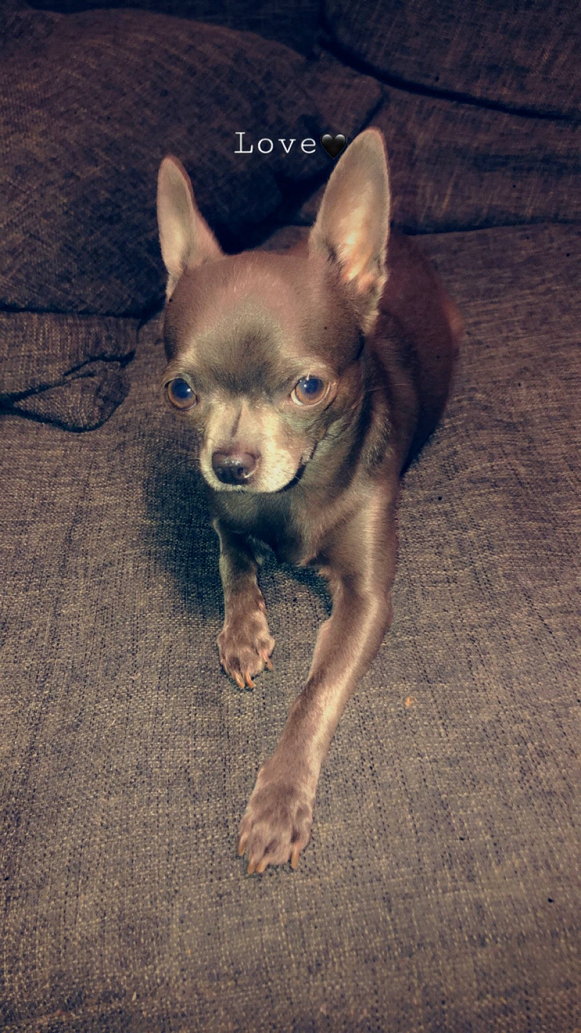 Nalya participe au concours pour gagner de l'argent avec cette photo : canidae, carnivore, chihuahua, companion_dog, corgi_chihuahua, dog, dog_breed, ear, fawn, mammal, puppy, rare_breed_dog, snout, tail, toy_dog, vertebrate