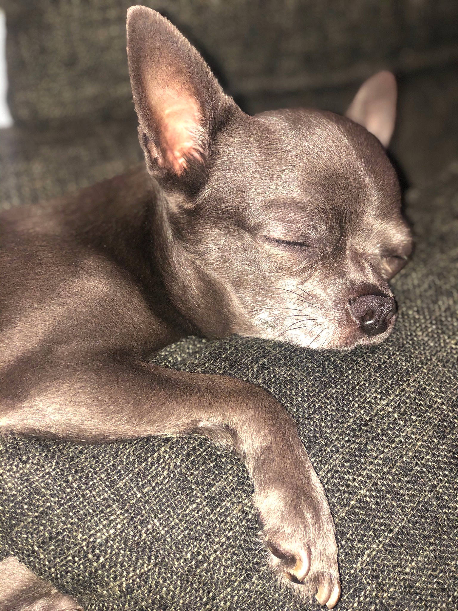 Nalya participe au concours pour gagner de l'argent avec cette photo : american_hairless_terrier, canidae, carnivore, chihuahua, dog, dog_breed, ear, fawn, mammal, puppy, snout, toy_dog, vertebrate, whiskers