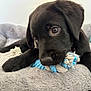 Backo a rejoint le concours — aidez-le/la à gagner de superbes lots ! animal, bed, black_dog, blue_ball, canine, chewing, close_up, cute, domestic_animal, fur, gray_bed, indoor, pet, playful, puppy, resting, rope_toy, soft_texture, toy, young_dog