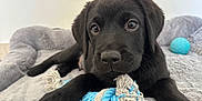 Backo participe au concours pour gagner de l'argent avec cette photo : animal, black_labrador, blue_ball, close_up, cute, dog, dog_bed, eyes, fur, indoor, nose, paw, pet, playful, plush_bed, puppy, resting, rope_toy, toy, young_dog