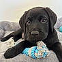 animal, black_labrador, blue_ball, close_up, cute, dog, dog_bed, eyes, fur, indoor, nose, paw, pet, playful, plush_bed, puppy, resting, rope_toy, toy, young_dog