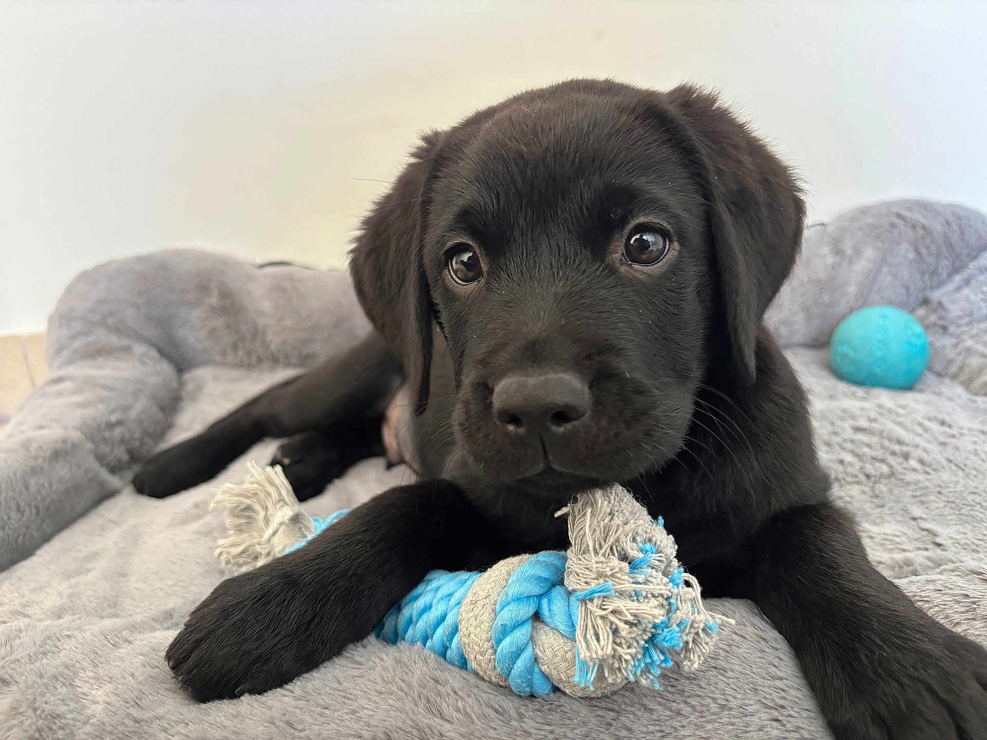 Backo participe au concours pour gagner de l'argent avec cette photo : animal, black_labrador, blue_ball, close_up, cute, dog, dog_bed, eyes, fur, indoor, nose, paw, pet, playful, plush_bed, puppy, resting, rope_toy, toy, young_dog