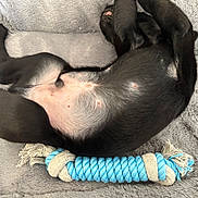 Backo participe au concours pour gagner de l'argent avec cette photo : animal, belly_up, black_dog, blanket, blue_ball, cozy, cute, dog, fur, indoor, lying_down, pet, playful, puppy, relaxed, resting, rope_toy, soft_texture, toys, young_dog