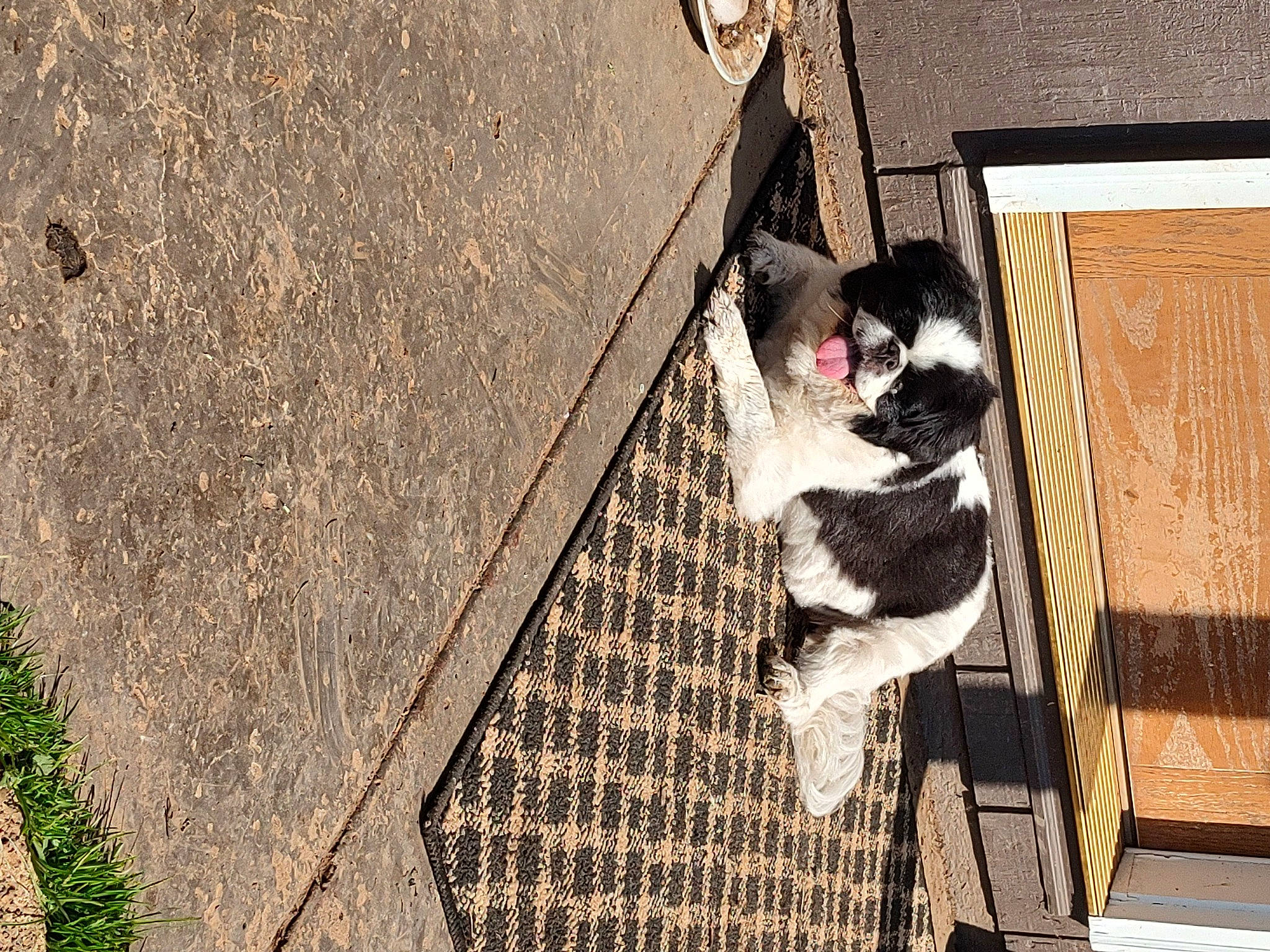 Ranger is registered to the contest to win money with this photo: canidae, carnivore, cat, companion_dog, dog_breed, felidae, flooring, fur, road_surface, shadow, small_to_medium_sized_cats, snout, sporting_group, stairs, street, tail, tints_and_shades, whiskers, window, wood