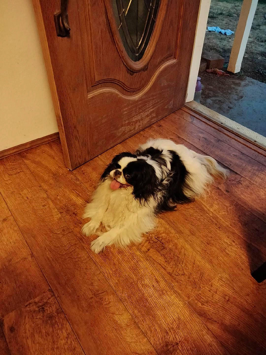 Ranger joined the competition — help win amazing prizes! canidae, carnivore, companion_dog, dog, dog_breed, floor, flooring, fur, hardwood, laminate_flooring, plank, room, sporting_group, tints_and_shades, toy_dog, varnish, wood, wood_flooring, wood_stain, working_dog