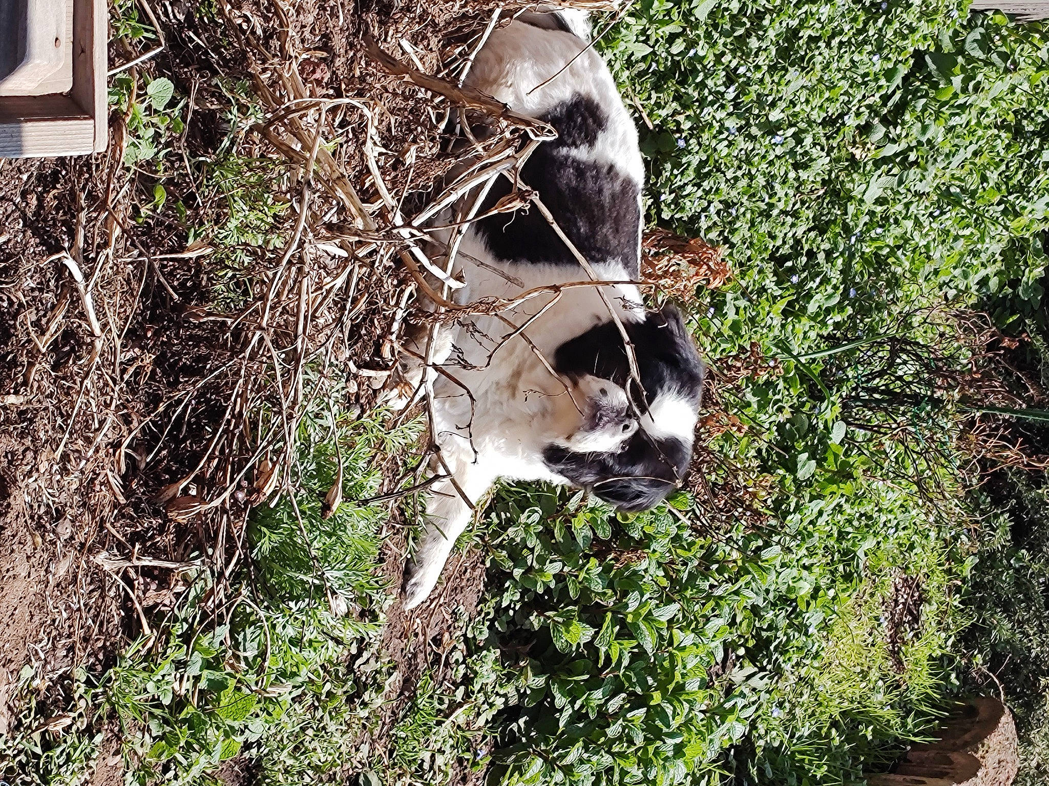 Ranger is registered to the contest to win money with this photo: bone, canidae, carnivore, dog_breed, fawn, forest, grass, groundcover, jungle, plant, shrubland, soil, sporting_group, tail, temperate_broadleaf_and_mixed_forest, terrestrial_animal, tree, trunk, twig, wildlife