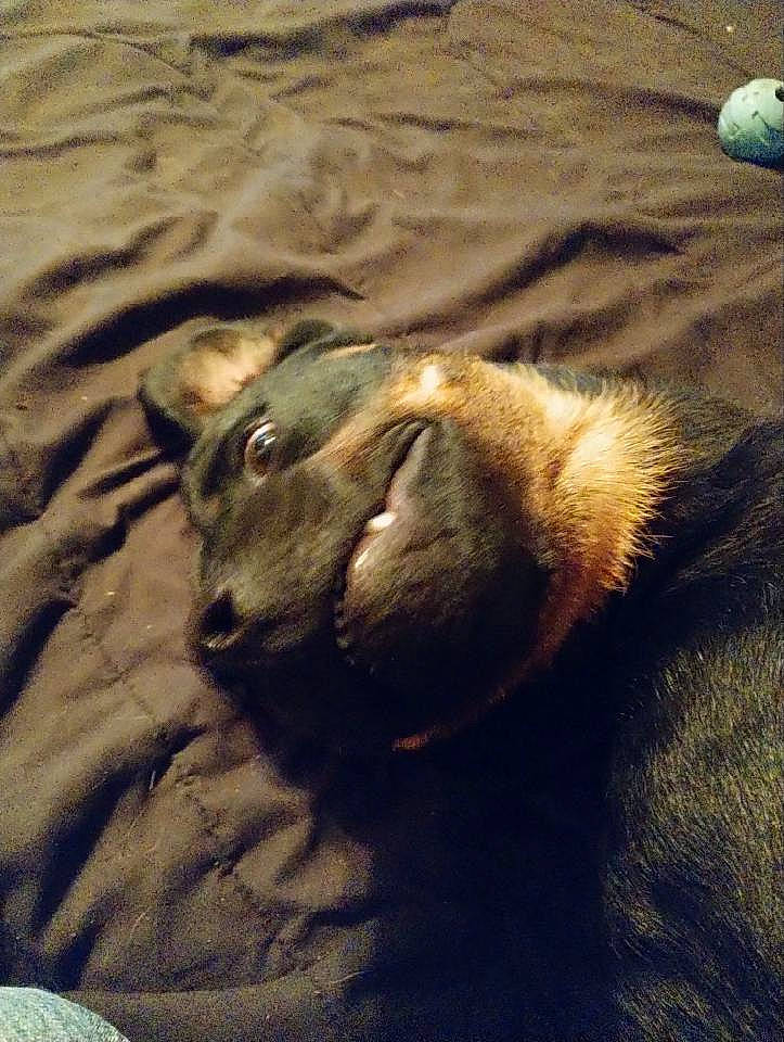 Rose joined the competition — help win amazing prizes! big_cats, camel, canidae, carnivore, dog, dog_breed, fawn, felidae, fur, landscape, lion, liver, sand, shadow, small_to_medium_sized_cats, soil, sporting_group, terrestrial_animal, whiskers, working_animal