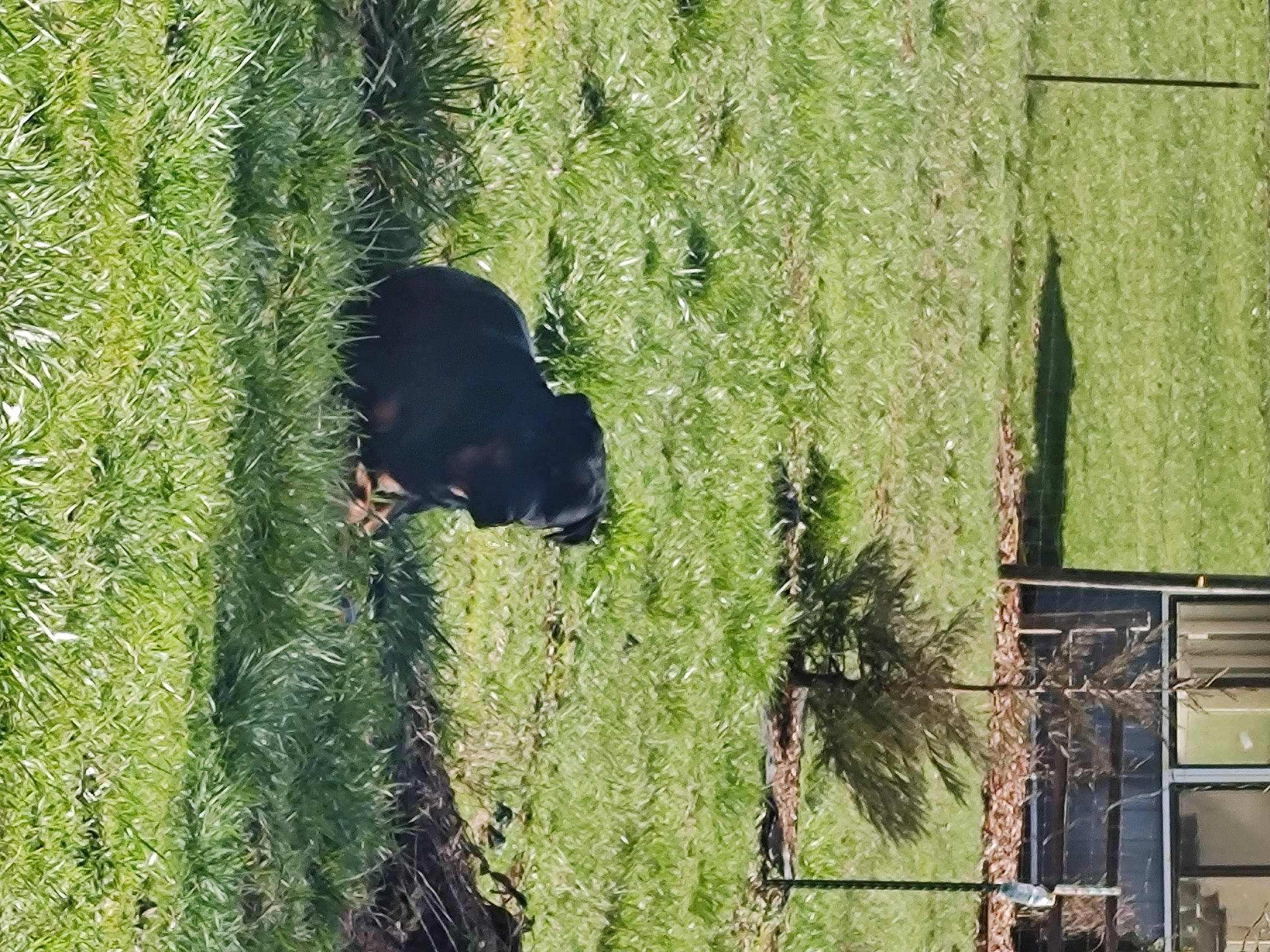 Rose is registered to the contest to win money with this photo: biome, building, carnivore, grass, grass_family, green, groundcover, landscape, plant, reflection, shrub, terrestrial_animal, terrestrial_plant, tints_and_shades, tree, trunk, vegetation, wildlife, window, wood