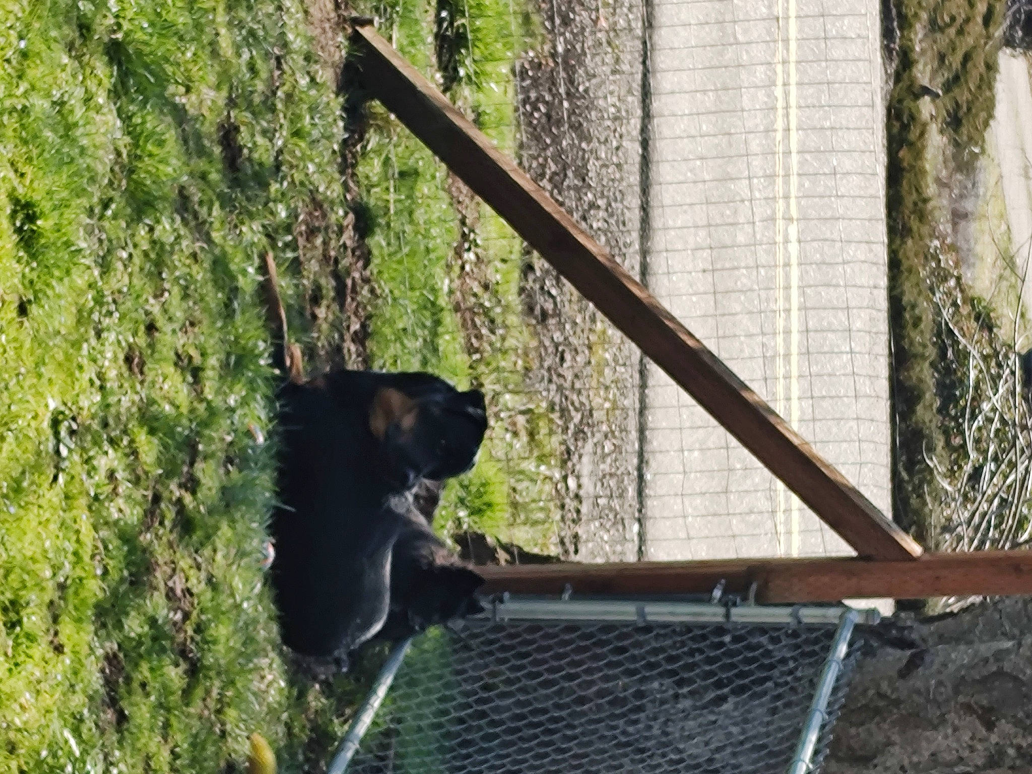 Rose joined the competition — help win amazing prizes! carnivore, domestic_short_haired_cat, felidae, fur, grass, metal, plant, small_to_medium_sized_cats, tail, terrestrial_animal, tree, twig, wildlife, wood, zoo